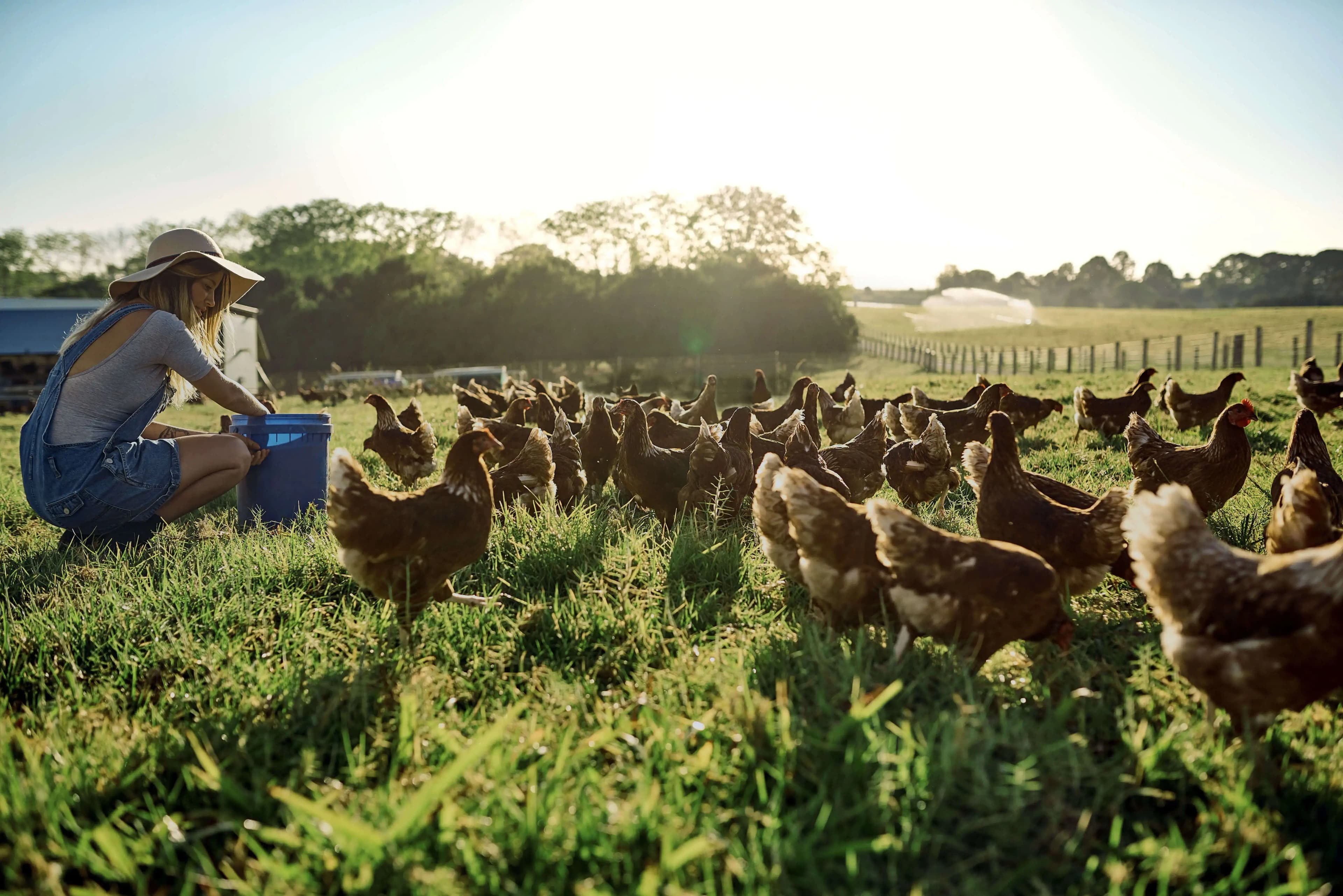 chicken coup